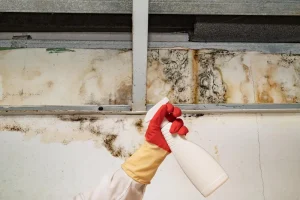 How to Prevent Mold in Finished Basements