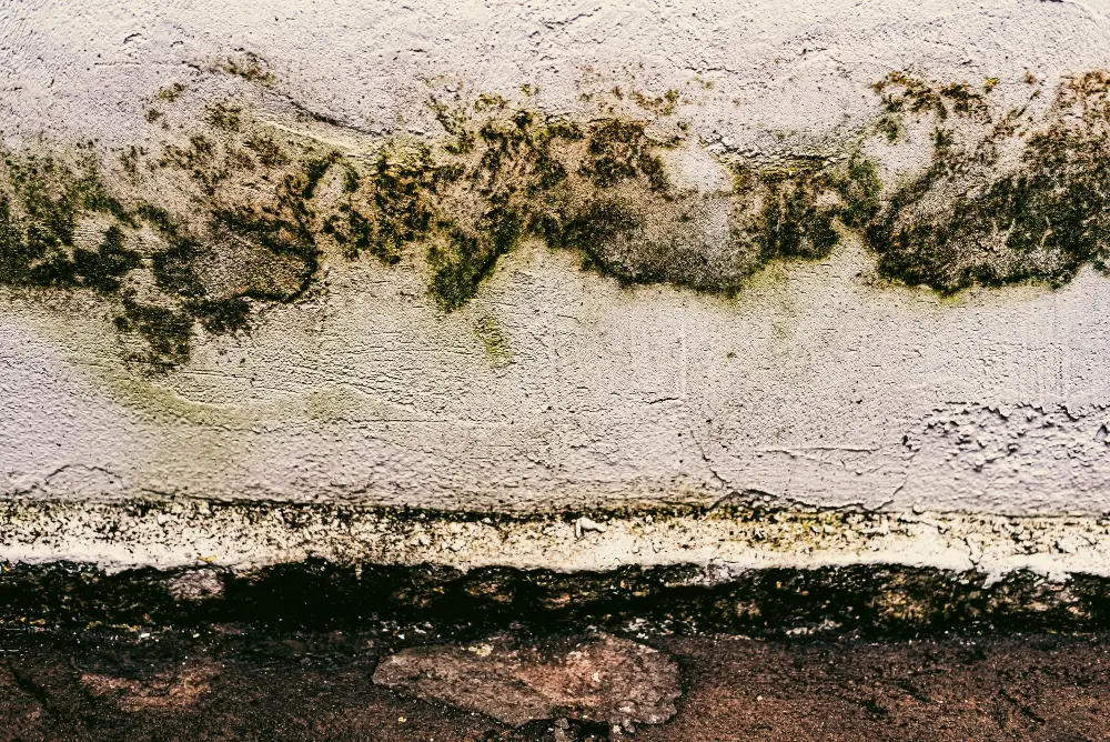 Mold After Water Damage in Homes Risks, Timelines, & How to Stop It