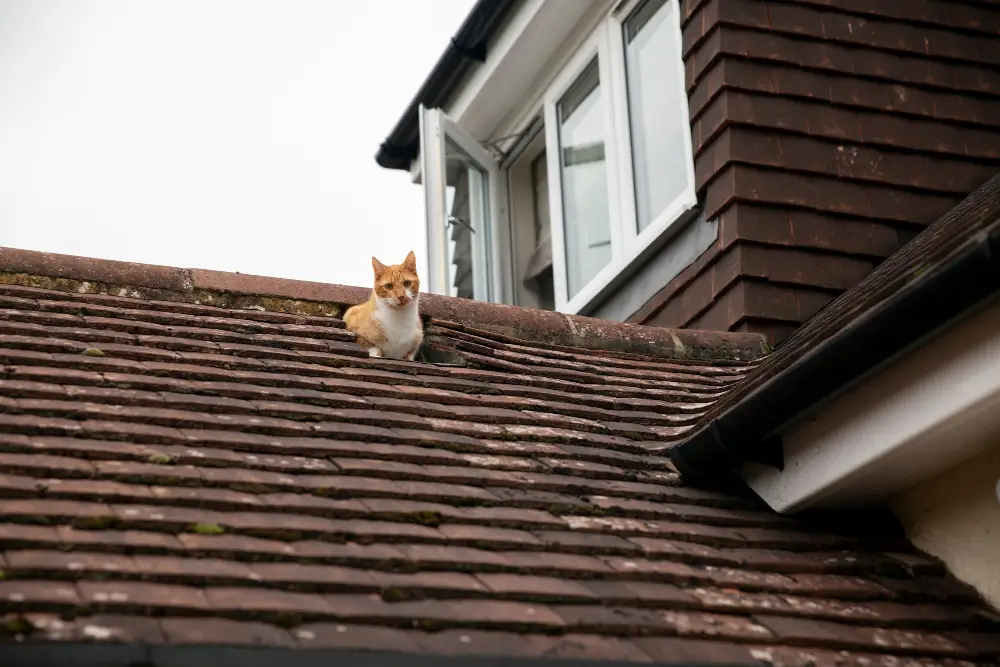Roof Leak After Storm Repair Steps to Take in the First 24 Hours